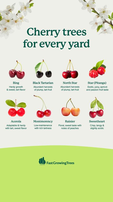 Fast Growing Fruit Trees, Growing Citrus, Growing Trees, Growing Fruit Trees, Fast Growing Trees, Growing Fruit, Diy Garden Projects, Cherry Tree, Sweet Taste