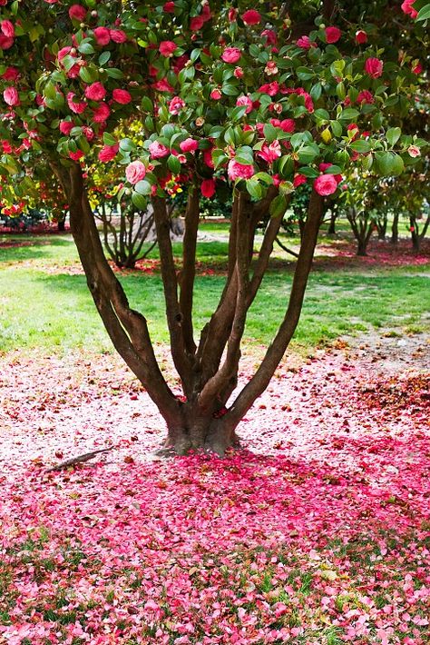 Camelia Tree, Camellia Tree, Bedroom Window, Have Inspiration, Ornamental Trees, My Bedroom, Garden Trees, Flowering Trees, Trees And Shrubs