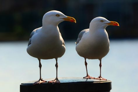 Sea Gull Sea Bird, #Sea, #Bird, #Gull Seagull Tattoo, Symbolism Meaning, Photos For Painting, Intuitive Empath, World Birds, Photography Animals, Power Animal, Illustration Art Design, Celtic Mythology