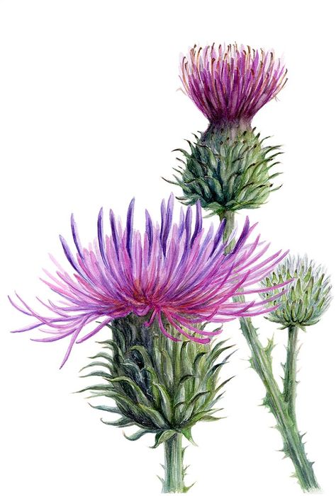 Watercolor Paintings Nature, Knapweed Tattoo, Desert Plants Landscaping, Scottish Thistle Art, Thistle Painting, Water Color Markers, Thistles Art, Horse Tattoo Design, Flower Tattoo Drawings