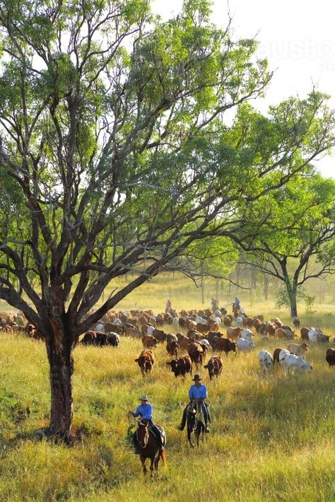 Stockmen and women mustering a mob of cattle among trees : Austockphoto Mustering Cattle, Droughtmaster Cattle, Australian Kookaburra, Farm Australia Country Life, Cattle Mustering Australia, Australian Cattle Dog Aesthetic, Cattle Station, Cattle Station Australia, Cattle Grazing