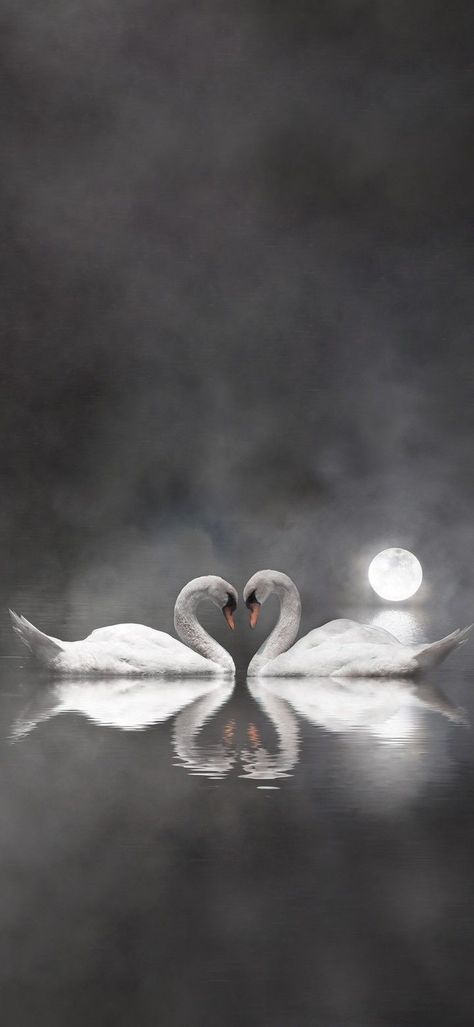 Swan Wallpaper Aesthetic, White Swan Wallpaper, Swan Aesthetic Wallpaper, White Swan Aesthetic, Swan Lake Wallpaper, Swans Wallpaper, Lucky Picture, Swan Pictures, Swan Wallpaper