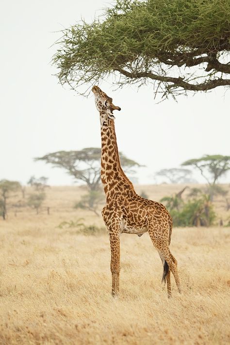 Images Of Giraffes, Giraffe Eating, South African Animals, Giraffe Images, Giraffe Photos, Giraffe Drawing, Woodland Park Zoo, Spotted Animals, Africa Wildlife