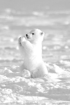 How cute is this white polar cub? Check out all the best tips and tricks for eBay sellers on ResellingRevealed.com  The best eBay blog on the net for BOLO lists, eBay How-To Guides, and more! Polar Cub, Baby Polar Bears, Albino Animals, Bear Cub, Baby Animals Funny, Animal Facts, Amazing Animals, Baby Bear, Animal Photo