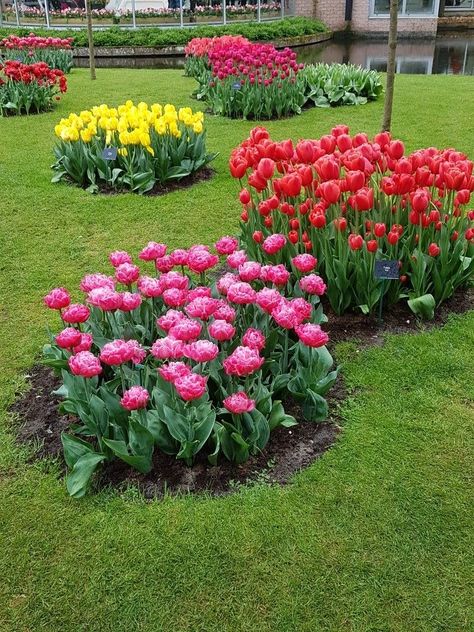 Diy Home Garden, Flower Font, Diy Garden Fountains, Front Garden Landscape, Cottage Garden Design, Garden Decor Projects, Tulips Garden, Garden Design Plans, Garden Bulbs