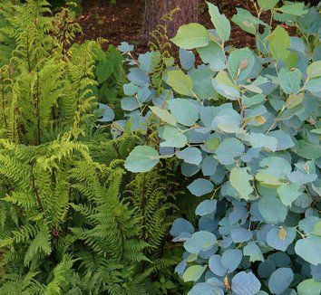 Fothergilla gardenii 'Blue Shadow' 11 Fothergilla Blue Shadow, Festuca Elijah Blue, Jack Frost Brunnera, Blue Foliage Perennials, Festuca Glauca Intense Blue, Fothergilla Gardenii, Landscape Ideas Front Yard Curb Appeal, Backyard Ideas For Small Yards, Flower Garden Plans