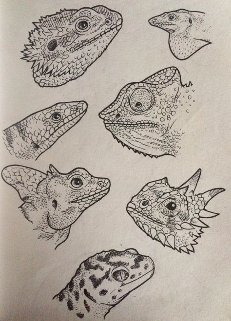 Lizards Drawing, Drawings Of Reptiles, Drawing Of Lizard, Geko Lizard Drawing, Lizard Art, Lizard Sketch Simple, Reptile Drawings Sketch, Cartoon Lizard, Creepy Animals