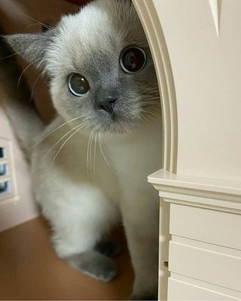 Gatto Carino, Image Chat, Cat Aesthetic, I Love Cats, Siamese Cats, Cute Creatures, Cute Pets, Meow Meow