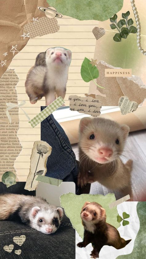 Ferret Wallpaper, Ferret Aesthetic, Green Vintage Wallpaper, Ferrets Cute, Baby Ferrets, Animals Aesthetic, Funny Ferrets, Cheat Code, Cute Ferrets