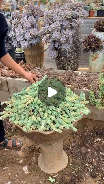 Succulents on Instagram: "Repot succulents 🪴
👉 My Youtube channel: Succulent Garden

#多肉植物 #succulents #succulentlove #多肉#succulentlover #succulentaddict #succulent #succulentobsession #succulentlife #succulentcity #succulentobsessed #succulentcollection #succulover #succulove #succulentaddiction #senda #vuonsenda #reels" Repot Succulents, Repotting Succulents, Garden Hacks Diy, Garden Hacks, Succulent Garden Diy, Succulent Garden, Hacks Diy, Garden Diy, Succulents Garden