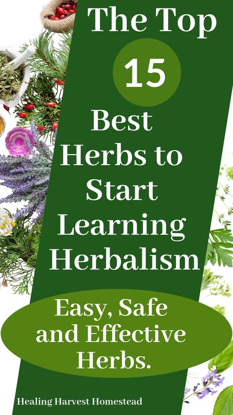 Beginner Herbalist, Home Apothecary, Herbal Education, Herbal Medicine Recipes, Natural Remedies For Migraines, Herbal Salves, Losing 40 Pounds, Herbal Plants, Healthy Herbs