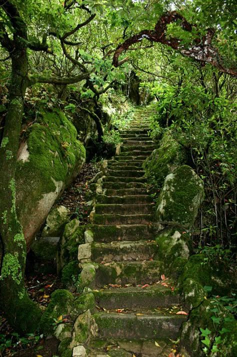 Stairs In The Woods, Monster Academy, Garden Staircase, Overgrown Garden, The Staircase, Pretty Landscapes, Top 40, Ground Cover, Nature Aesthetic