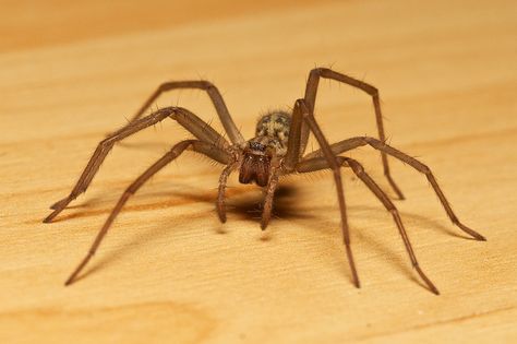 Spider Reference Photo, Black House Spider, Spider Reference, Leg Anatomy, Spider Species, House Spider, British House, Spider Legs, Arachnids