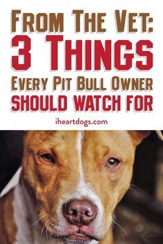 Pit Bull Care, Pitbull Training, Pit Dog, Pit Bull Puppies, Pitt Bulls, Pitt Bull, American Pitbull, Pitbull Puppy, Dog Facts