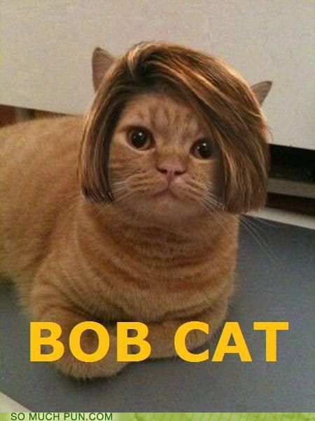 BOB CAT - Cheezburger Bob Cat, Söt Katt, 웃긴 사진, Crazy Cat Lady, Animal Memes, 귀여운 동물, Bones Funny, Crazy Cats, Funny Cute