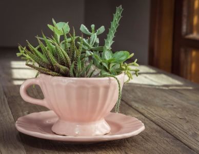 Teacup Planter, Recycled Garden Planters, Desktop Planter, Plant Styling, Teacup Gardens, Recycled Garden, Spring Plants, Artificial Succulents, Floral Illustration