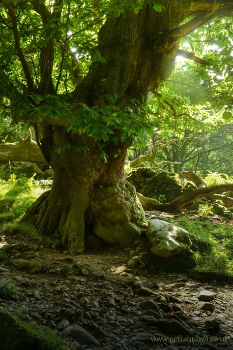 Ancient Woodland, Voice Of Nature, 숲 사진, Chestnut Tree, Sweet Chestnut, Forest Path, Old Trees, Unique Trees, Airbrush Art