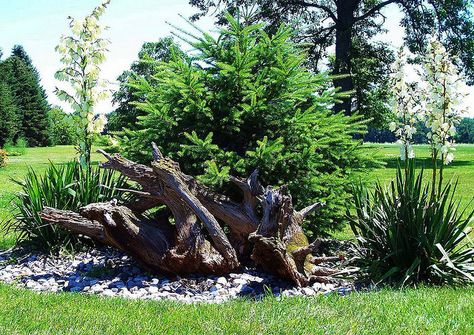 driftwood for landscaping | Driftwood Landscaping | Flickr - Photo Sharing! Driftwood Landscaping Ideas, Backyard Hill Landscaping, Landscape Timbers, Landscaping On A Hill, Wooded Landscaping, Sloped Garden, Coastal Gardens, Backyard Paradise, Garden Shrubs