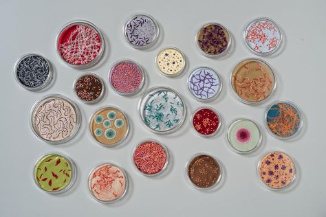 Bacteria embroidery<br/>Petri dish art<br/>Petri dish embroidery — Ruth Tabancay Petri Dish Bacteria, Bacteria Embroidery, Bacteria Petri Dish, Bacteria Art, Bacteria Shapes, Red Wine Chicken, Wax Moth, Petri Dish Art, Microscopic Cells