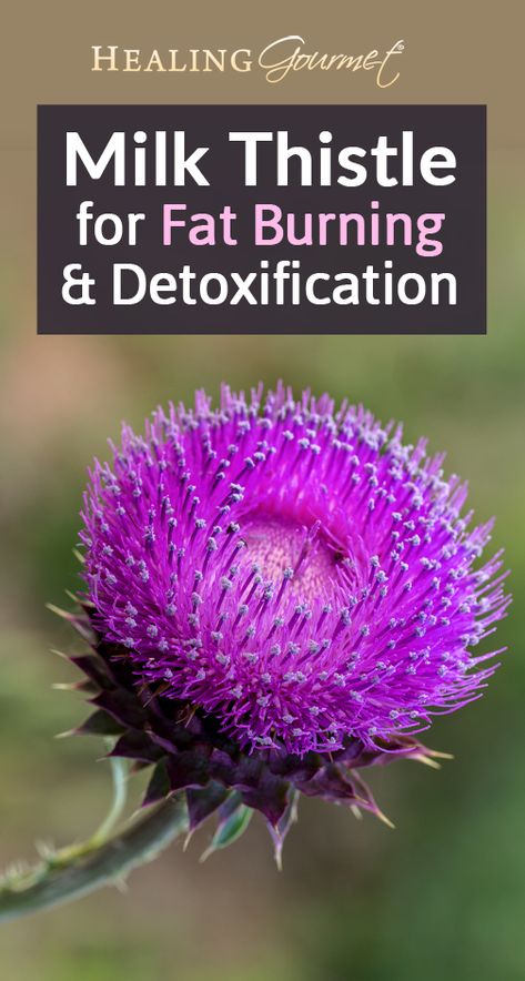 Silymarin Benefits, Benefits Of Milk Thistle, Thistle Benefits, Milk Thistle Benefits, Liver Tonic, Nutritional Healing, Medicinal Herbs Garden, Organic Diet, Herbs Garden