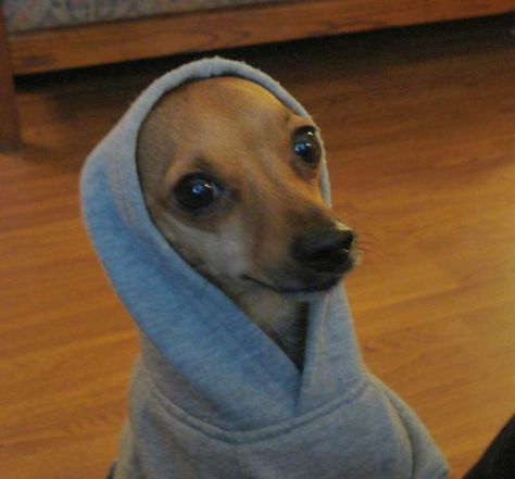 dog in a hoodie...oddly kinda snoop dogg lookin Snoop Dogg Funny, Dog Wearing Clothes, Snoop Dog, Memes Hilarious, Cat Funny, I Love Music, Grumpy Cat, Snoop Dogg, Funny Animal Pictures