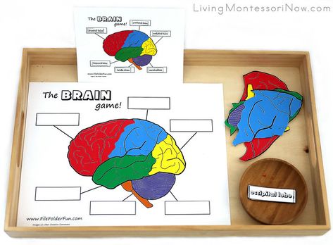 Preschool Body Theme, Brain Breaks Elementary, Growth Mindset Book, Brain Puzzle, Parts Of The Brain, Brain Craft, Human Body Activities, Teaching Shapes, Nursing Mnemonics