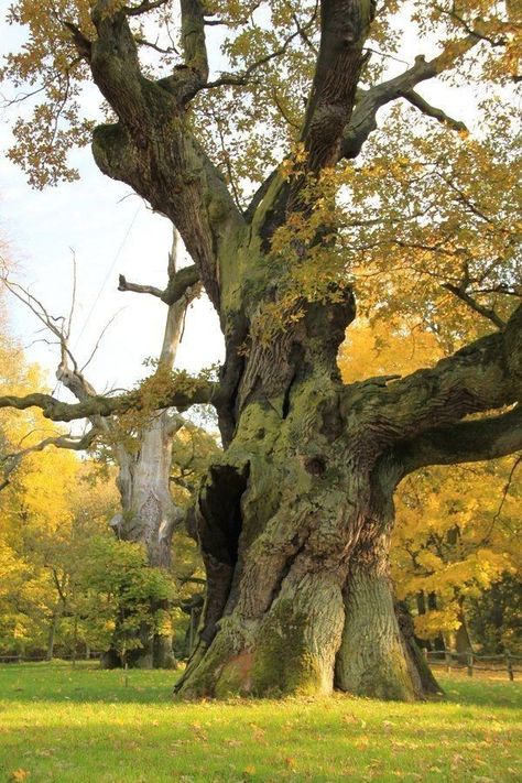 Old oak tree