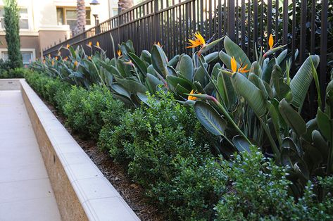 dwarf bird of paradise plant - Google Search Birds Of Paradise Plant, Paradise Pools, Bird Of Paradise Plant, Paradise Plant, Front Garden Landscape, Landscape Maintenance, Paradise Garden, Bird Of Paradise, Farm Gardens