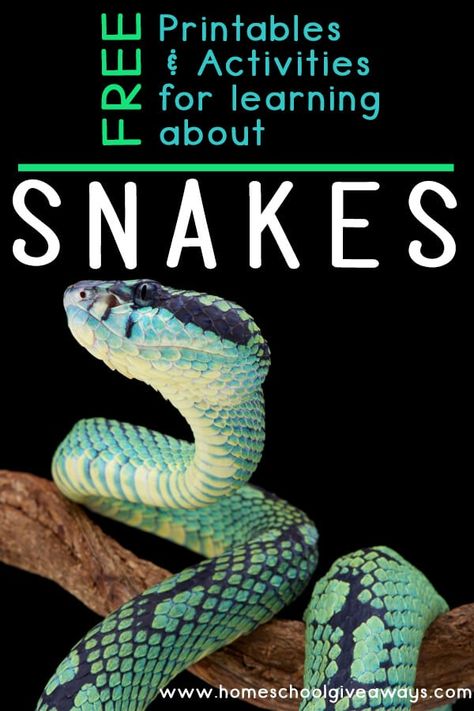 FREE Printables for Learning about Snakes - Homeschool Giveaways Snake Facts For Kids, Reptiles Kindergarten, Snakes For Kids, Teaching Life Skills, Middle School Lessons, Cold Blooded, Numbers Preschool, Preschool Lesson Plans, Stem For Kids