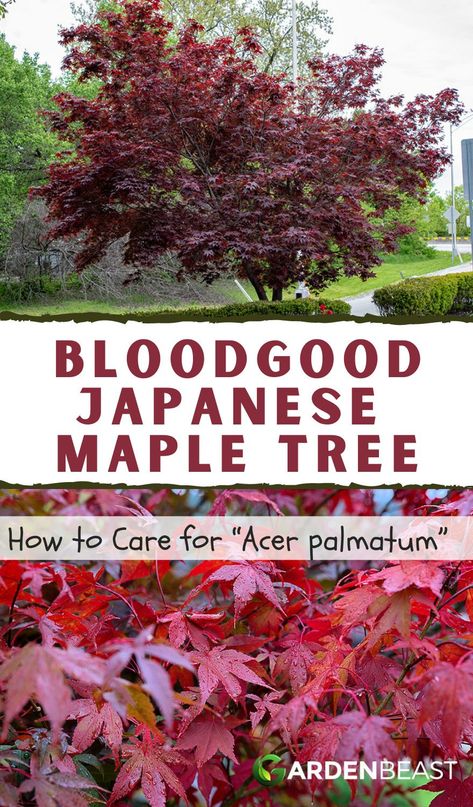 Bloodgood Japanese Maple Front Yards, Japanese Bloodgood Maple Tree, Planting Japanese Maple Tree, Acer Palmatum Bloodgood, Japanese Acer Tree, Rhode Island Red Japanese Maple, Japanese Maple Bloodgood, Landscaping With Japanese Maple Trees, Bloodgood Japanese Maple Landscaping