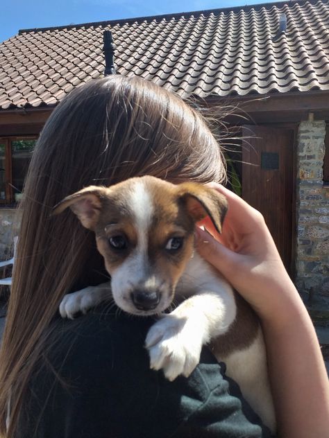 Everyone meet our newest herd member - Mini Jack Russell Miss Domino. Who doesnt love a puppy! Mini Jack Russell, Jack Russell Puppies, Jack Russel, Russell Terrier, Jack Russell Terrier, A Puppy, Jack Russell, Every Girl