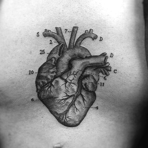 Biology Tattoo, A Heart Tattoo, Tattoos For Women On Thigh, Science Tattoo, Heart Diagram, Science Tattoos, Hp Tattoo, Dandelion Tattoo, Clever Tattoos