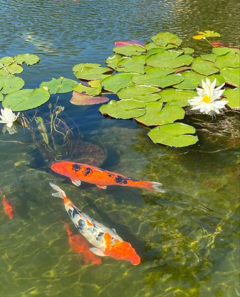 pic i took while namjooning Chalk Festival, Underwater Flowers, Koi Painting, Orchid Show, Carpe Koi, Koi Fish Pond, Water Art, Botanical Watercolor, Ceramics Projects