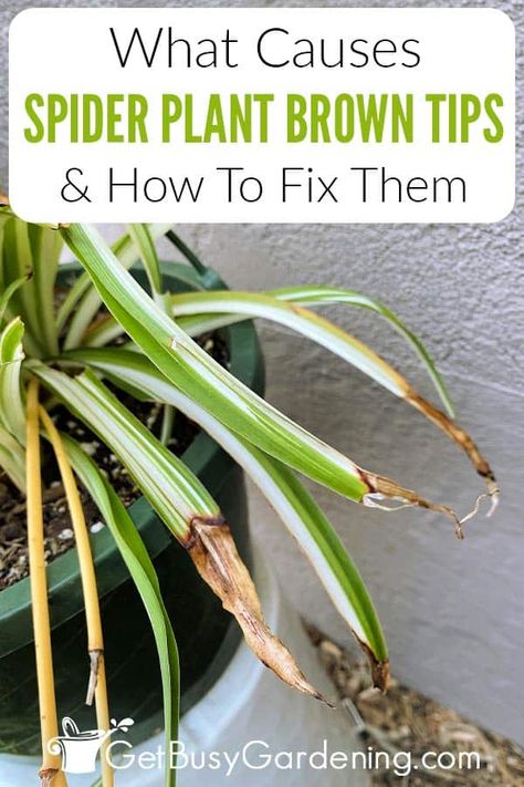 Spider Plant Companion Planting, Diy Plant Storage Indoor, Different House Plants, Caring For Indoor Plants, How To Care For A Spider Plant, Spider Plant Problems, Spider Plant Soil, Spider Plants Indoor Display, How To Care For Spider Plants Indoors