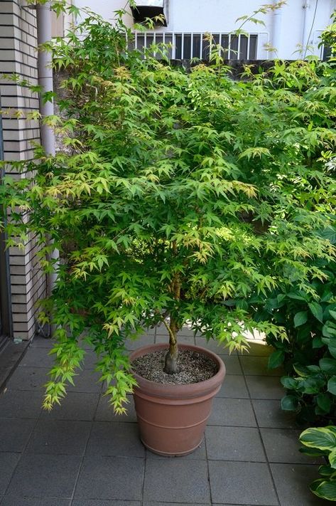 21 Best Maple Tree Varieties for Containers | Balcony Garden Web Potted Acer Tree, Maple Tree In Pot, Acer Trees In Pots, Container Trees Outdoors Patio, Japanese Maple In Pot, Potted Trees Patio, Container Trees, Maple Tree Varieties, Acer Trees