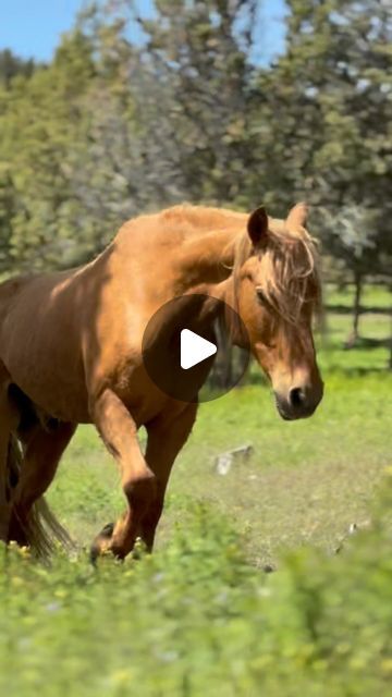 Beautiful Horses Wild, Two Horses, Baby Animals Pictures, Two Boys, The Shade, Wild Horses, Beautiful Horses, The Wild, Animal Pictures