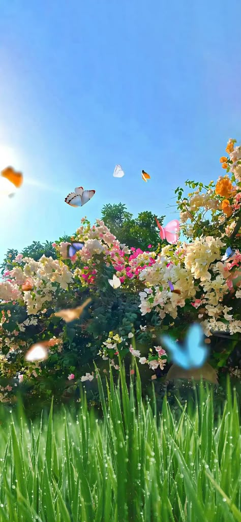 Dreamy Flowers Aesthetic, Nature Landscape Wallpaper, Butterflies And Flowers Aesthetic, Garden Aesthetic Wallpaper, Jardin Aesthetic, Hospital Wallpaper, Natural Wallpaper Hd, Aesthetic Wallpaper Minimalist, Dreamy Aesthetic Wallpaper