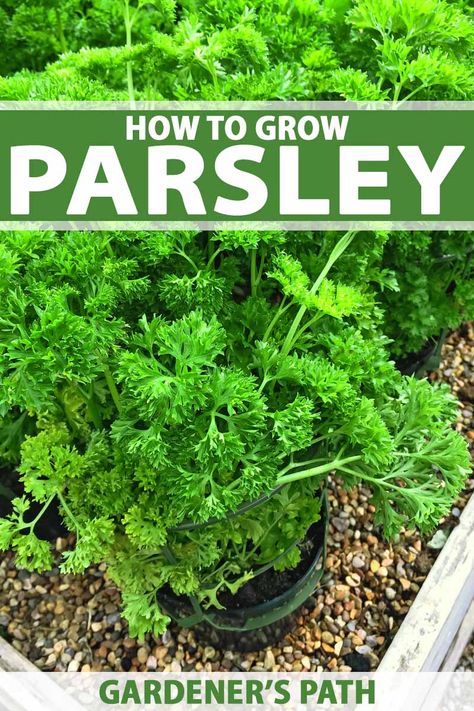 How to Grow Parsley in Your Home Herb Garden | Gardener’s Path How To Grow Parsley, Grow Parsley, Growing Parsley, Parsley Plant, Regrow Vegetables, Deer Proof, Types Of Herbs, Urban Homestead, Gardening Herbs