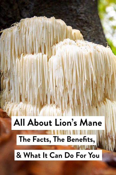 Lions Mane Benefits, Survival Garden, Mushroom Benefits, Lions Mane, Eastern Medicine, Lions Mane Mushroom, Improve Energy Levels, Edible Mushrooms, Lion's Mane