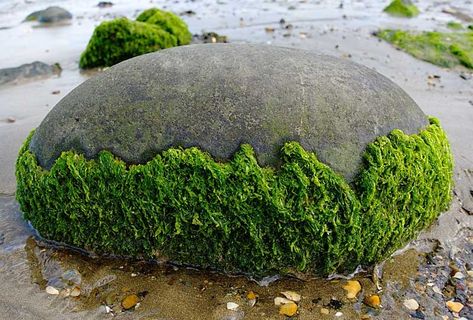 How to Prevent and Stop Algae Sticking to Your Pontoons [ 2 METHODS ] Brown Algae, Types Of Ferns, Blue Green Algae, Marine Algae, Red Algae, Green Algae, Aquatic Life, Dream Meanings, Vascular Plant