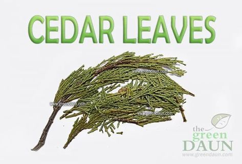 How to Use Cedar Leaves - Green Daun Cedar Leaves, Wicca Herbs, Cedar Plant, Rituals Products, Wicca Recipes, Thuja Occidentalis, Healing Magic, White Cedar, Infused Oils