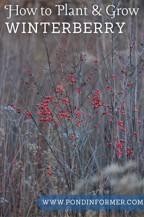 Winterberry Bush, Ilex Verticillata, Barberry Bush, Winterberry Holly, Holly Shrub, Landscape Yard, Winter Blooms, Holly Bush, Yard Plants