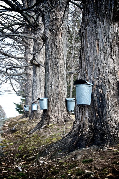 Maple Tree Landscape, Maple Tapping, Tapping Maple Trees, Row Of Trees, Woodland Cabin, Hobby Farming, Sugar Bush, Sugar Shack, I Drive