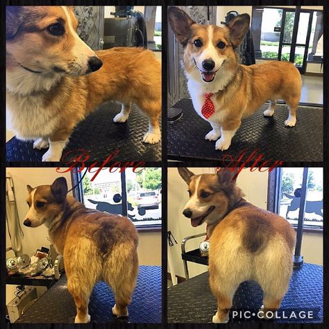 Corgi Haircut Styles, Corgi Haircut, Corgi Grooming Styles, Grooming Style, Corgi Butts, Haircut Styles, Welsh Corgi, Gentleman, Hair Cuts