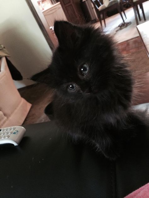 Floofy black kitten. Baby Black Cat, Fluffy Black Cat, Black Cat Aesthetic, Dream's Cat, Fluffy Kittens, Image Chat, Black Kitten, Fluffy Animals, Fluffy Cat