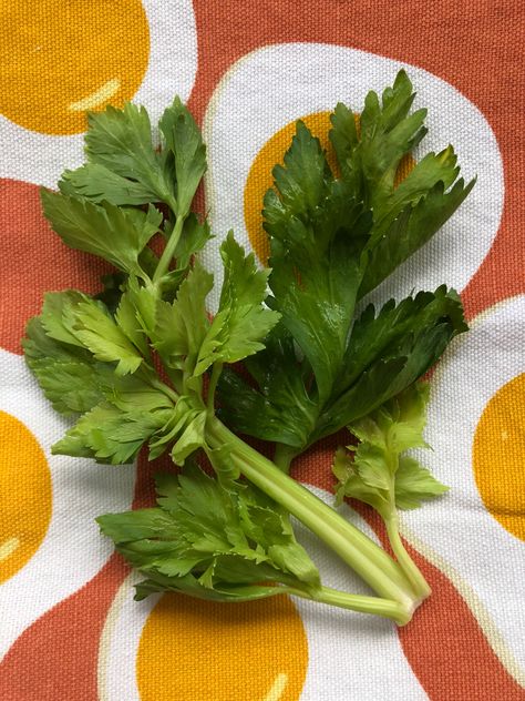 Celery Leaves What To Do With, Celery Plant, Celery Leaves, Csa Box, Olive Brine, Sides Dishes, Thanksgiving Stuffing, Herbal Recipes, Yellow Squash