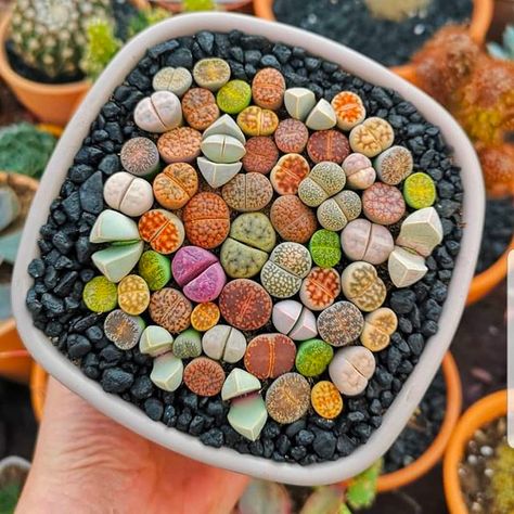 Garden Scapes, Beautiful Morocco, Lithops Succulents, Grow Succulents, Kaktus Dan Sukulen, Succulent Ideas, Kalanchoe Blossfeldiana, Stone Plant, African Plants