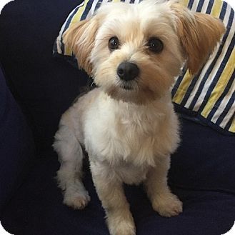 Havanese/Yorkie, Yorkshire Terrier Mix Dog for adoption in East Hartford, Connecticut - Phoebe Terrier Mix Haircut, Morkie Haircut, Yorkie Cut, Morkie Haircuts, Maltipoo Haircuts, Morkie Puppy, Puppy Haircut, Yorkie Haircuts, Rat Terrier Mix