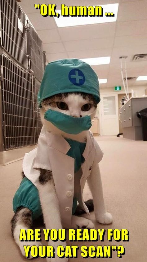 "OK, human ...  ARE YOU READY FOR YOUR CAT SCAN"? Doctor Cat, Cat Halloween Costume, Image Chat, Funny Cat Memes, Cat Costumes, Indoor Cat, Cute Kittens, Drawing Tutorials, Silly Cats