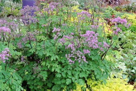 Thalictrum 'Black Stockings', Thalictrum aquilegiifolium, Thalictrum aquilegiifolium 'Black Stockings', Meadow Rue 'Black Stockings',lavender flowers, purple flowers,perennial, perennial plant, perennials Front Garden Border, Michigan Landscaping, Garden Flooring, Flowers Combination, Tom Stuart Smith, Fence Border, Gozo Malta, Mauve Flowers, Shade Gardening